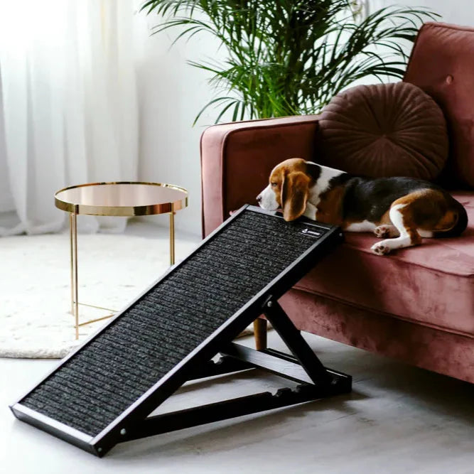 Hund vor schwarzer Hunderampe aus Holz
