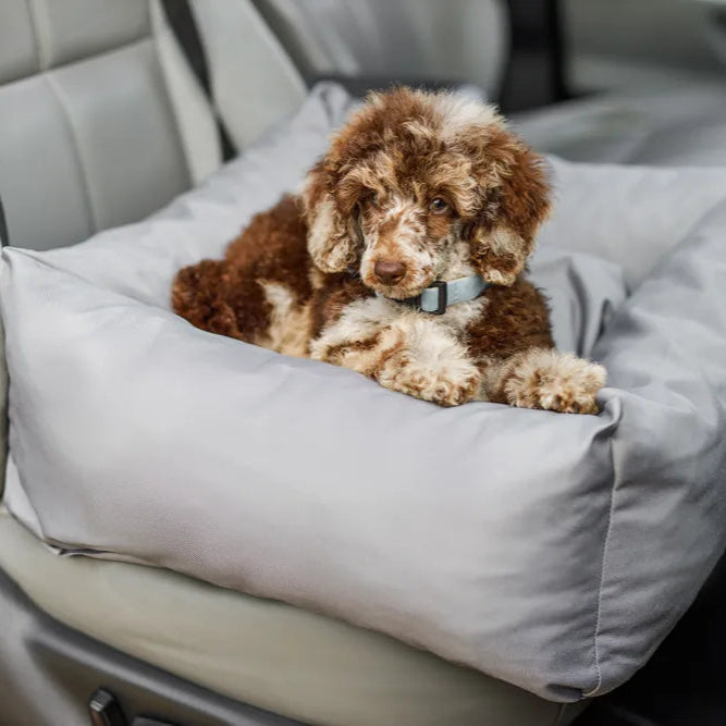 Pudel liegt in einem Hundeautositz