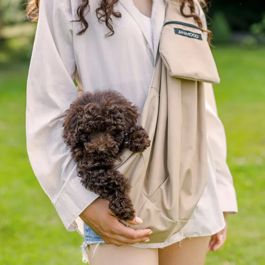 Pudel sitzt in einer Hundetragetasche