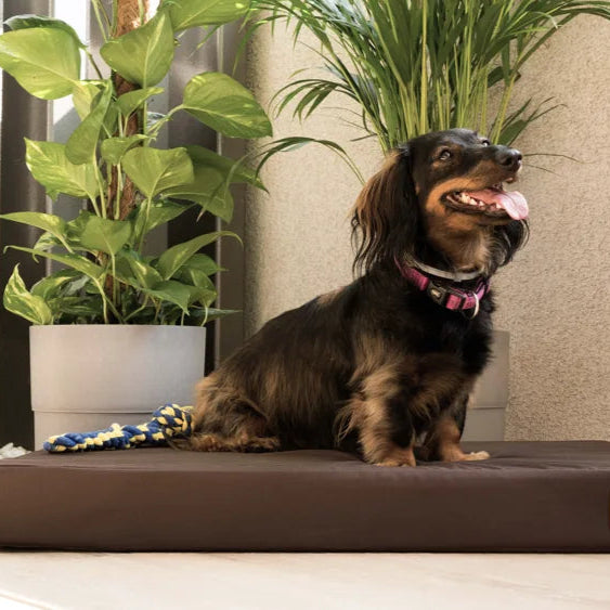 Dackel sitzt auf einem braunen Orthopädisches Hundekissen mit Memory-Foam für Gelenkschonung und Komfort