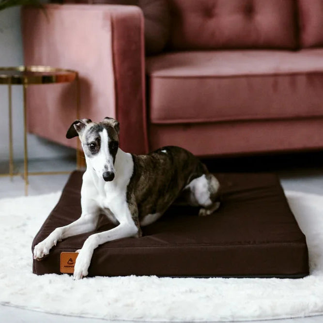 Ein Hund liegt auf einem orthopädisches Hundebett. passt sich den Gelenken optimal an. orthopädisches Hundekissen, ergonomisches Hundekissen,
ergonomisches Hundebett