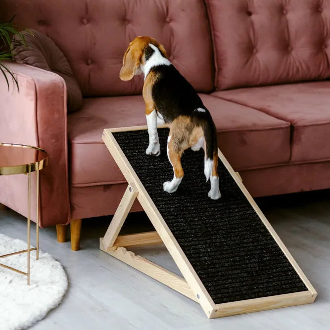 Hund läuft Rampe auf das Sofa hoch