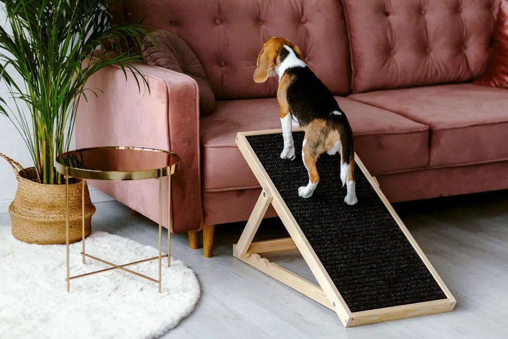 Hund läuft eine Hunderampe aus Holz das Sofa hoch. Die Rampe hat einen antirutsch Teppich damit der Hund langsam und sicher das Sofa hochkommt, außerdem ist die Rampe höhenverstellbar