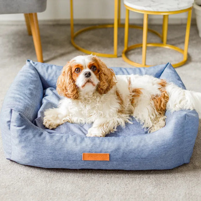 Hund liegt auf einem blauen Hundebett Wolke