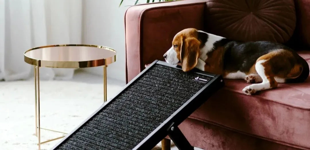 Hund liegt auf dem Sofa, vor sich ist seine schwarze Holzhunderampe mit antirutsch Teppich