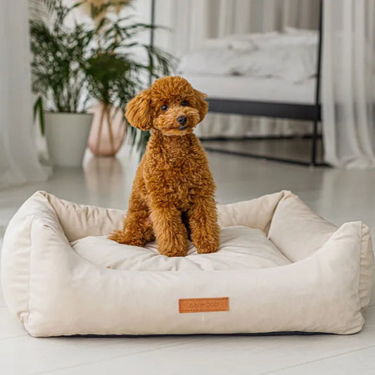 Pudel sitzt im Hundkissen