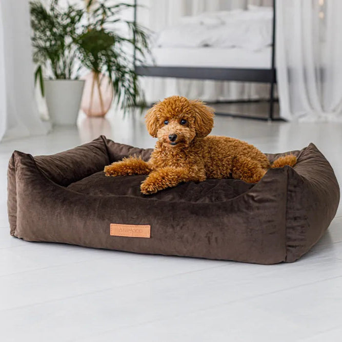 Pudel liegt im Hundebett ergonomisch 