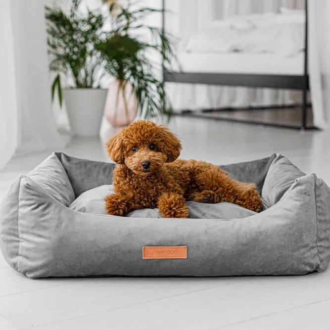 Pudel liegt in einem ergonomischen Hundebett