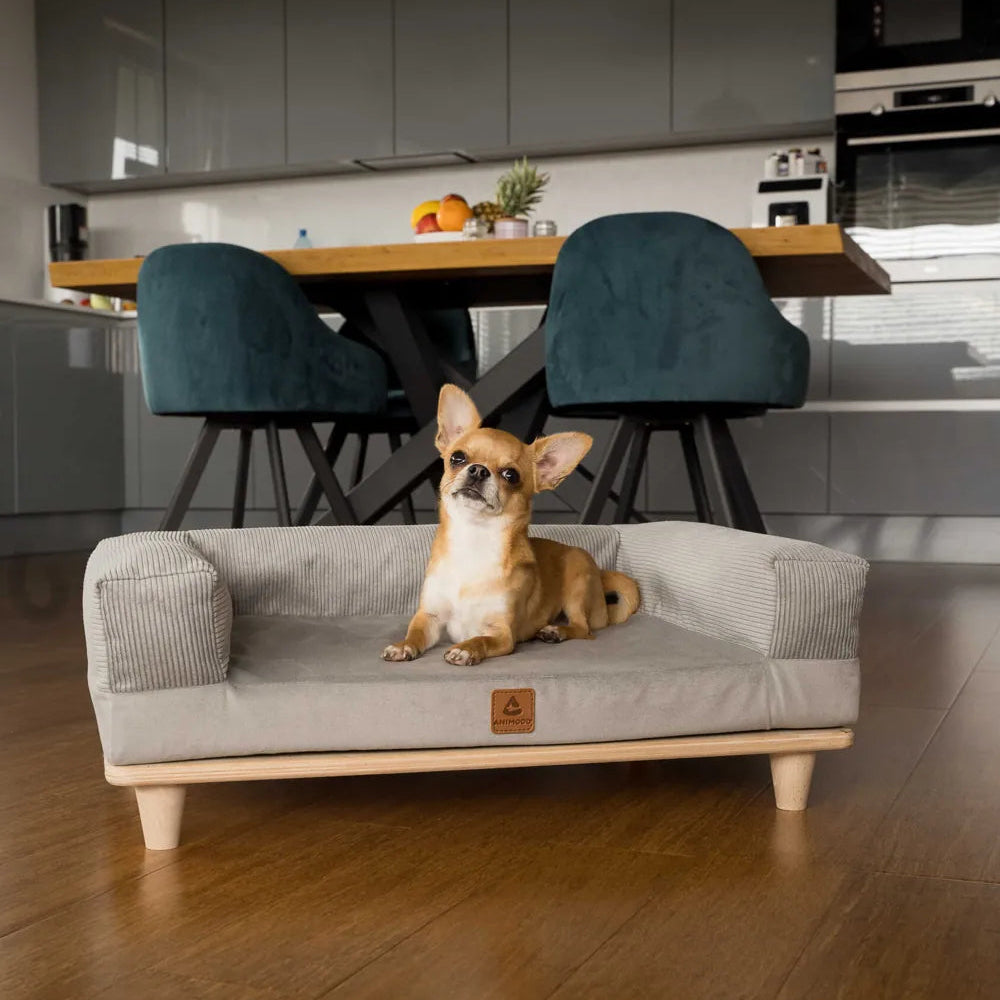 Chihuahua liegt auf einem Hundesofa