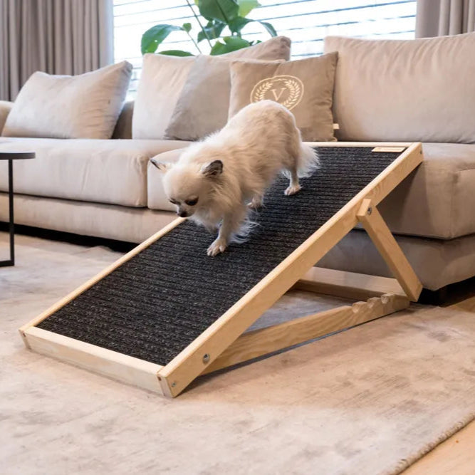 kleiner Hund läuft eine Hunderampe aus Holz hinunter vom Sofa