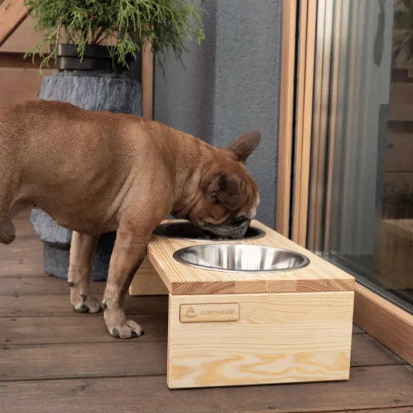 Französische Bulldogge isst aus erhöhtem Hundenapf mit Holzhalterung
