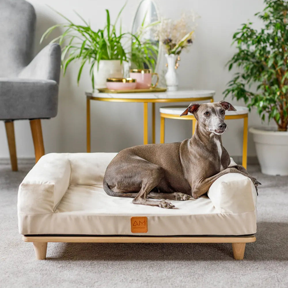 Hund liegt auf einem beige Hundesofa erhöht